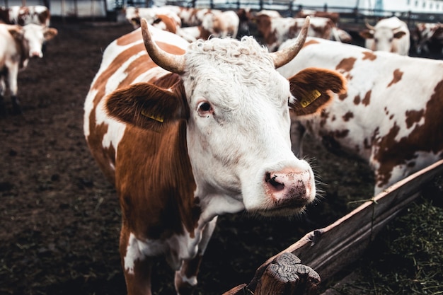 Mucche sul modulo. Latte, produzione di carne. Animali domestici.