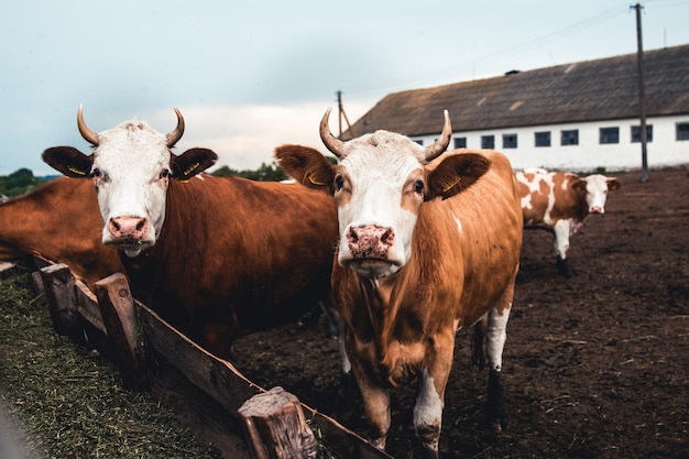 Mucche sul modulo. Latte, produzione di carne. Animali domestici.