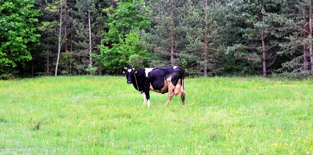 Mucche sul prato verde in primavera immagine di a