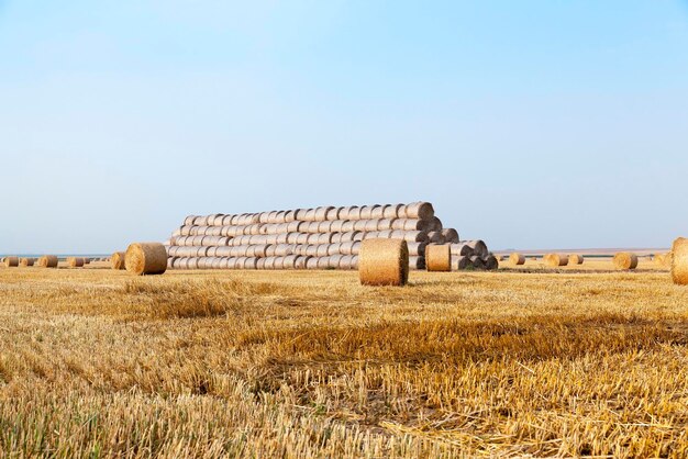 Mucchi di fieno in un campo di paglia