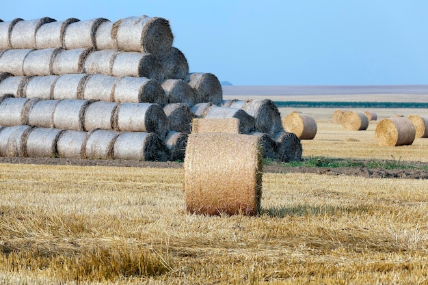 Mucchi di fieno in un campo di paglia