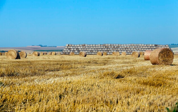 Mucchi di fieno in un campo di paglia