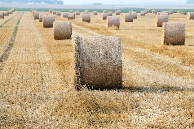 Mucchi di fieno in un campo di paglia