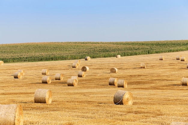 Mucchi di fieno in un campo di paglia