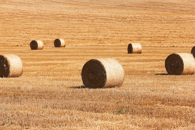 Mucchi di fieno in un campo di paglia