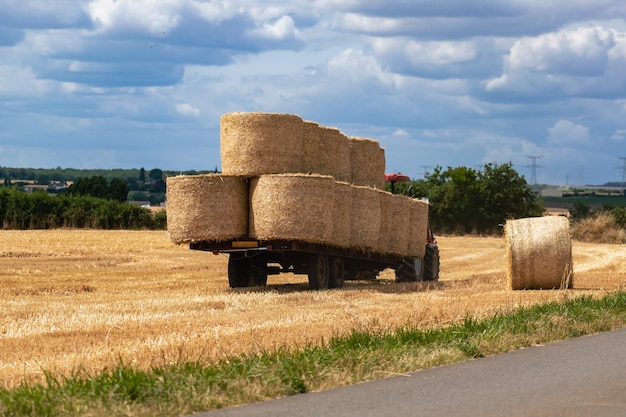 Mucchi di fieno su un campo di grano alla scena rurale di estate