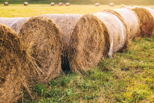 Mucchi di fieno su un campo in una fattoria