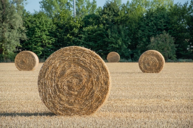 Mucchi di fieno sul campo