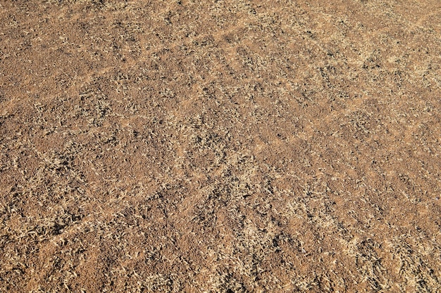 Mucchi di grano giacciono sul sito. Raccolto. Foto di alta qualità