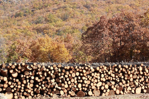 Mucchi di legno