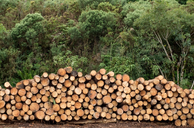 Mucchio del concetto impilato di industria dei ceppi, del legname o del legname