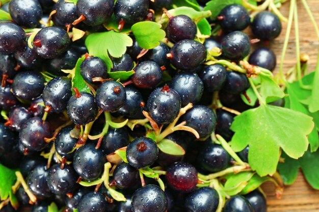 Mucchio del primo piano bagnato del ribes nero