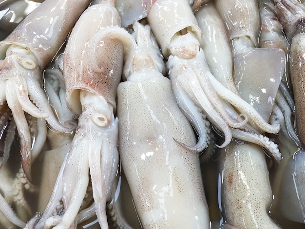 Mucchio di calamari freschi.