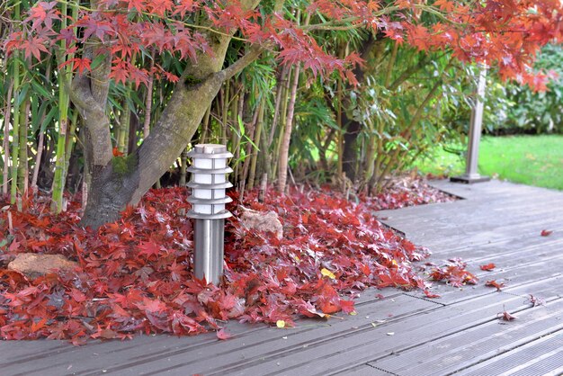 Mucchio di foglie rosse di acero giapponese caduto su una terrazza in legno