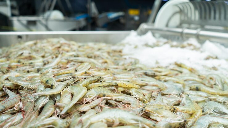 Mucchio di gamberi d'allevamento congelati in uno stabilimento industriale