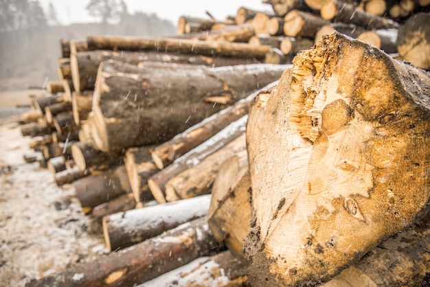 Mucchio di legno che forma una parete. Ecologia e problemi di deforestazione in natura.