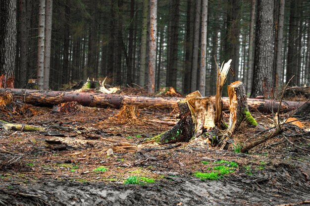 Mucchio di legno nella foresta. Taglia legname. Ceppo nella foresta.