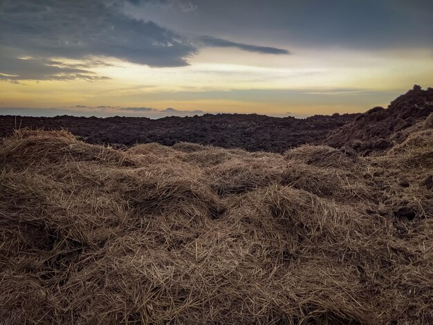 Mucchio di letame su un campo agricolo per la coltivazione di prodotti agricoli