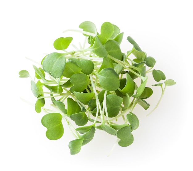 Mucchio di micro verdi germogli di rucola isolati su sfondo bianco