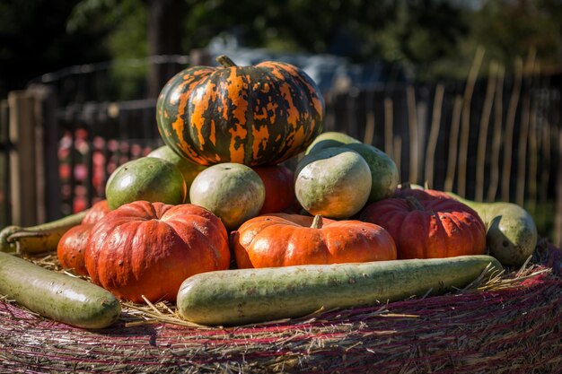 Mucchio di piccole zucche al mercato degli agricoltori