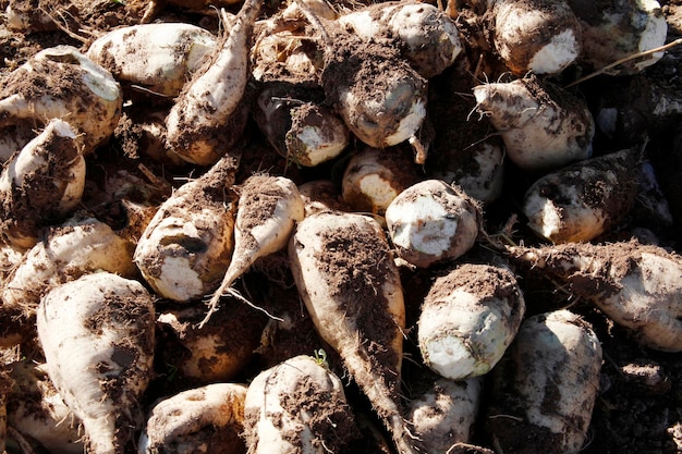 Mucchio di radice di raccolto di barbabietola da zucchero raccolto