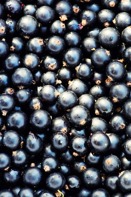 Mucchio di ribes nero Sfondo strutturato