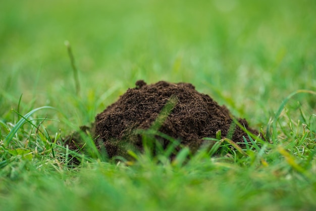 Mucchio di terra pura sull'erba verde fresca