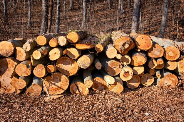 Mucchio di tronchi di abete rosso Alberi segati dalla foresta Industria del legno di legname di registrazione