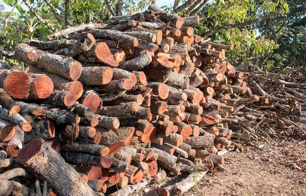 Mucchio di tronchi di legno