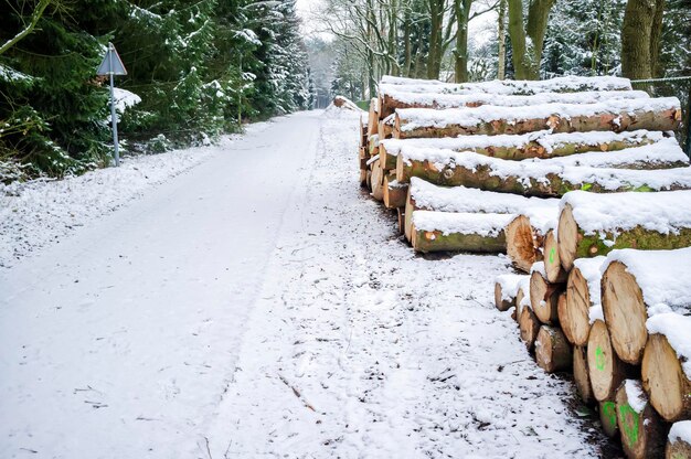 Mucchio di tronchi segati con corteccia sono accatastati sul prato vicino alla strada e alla foresta