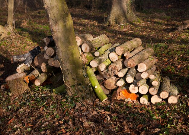 Mucchio di tronchi tagliati nella foresta