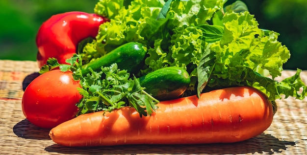 Mucchio di verdure umide pulite Carota cruda fresca pomodoro cetriolo insalata verde foglie coriandolo prezzemolo basilico peperone cucina giardinaggio fatto in casa cibo sano concetto vitamine per una forte immunità