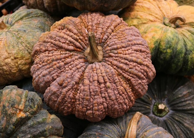 Mucchio di zucche di colore scuro a buccia ruvida uniche