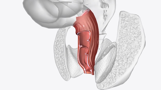 mucosa rettale rivestita da un epitelio colonnare assorbente ininterrotto che si estende fino all'estensione prossimale delle colonne anali