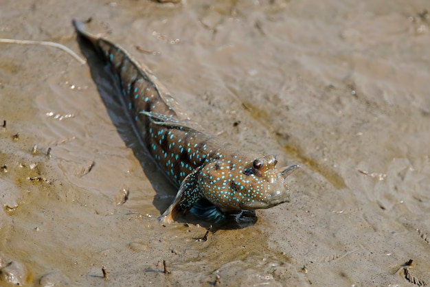 Mudskipper Pesce anfibio Oxudercinae in Thailandia