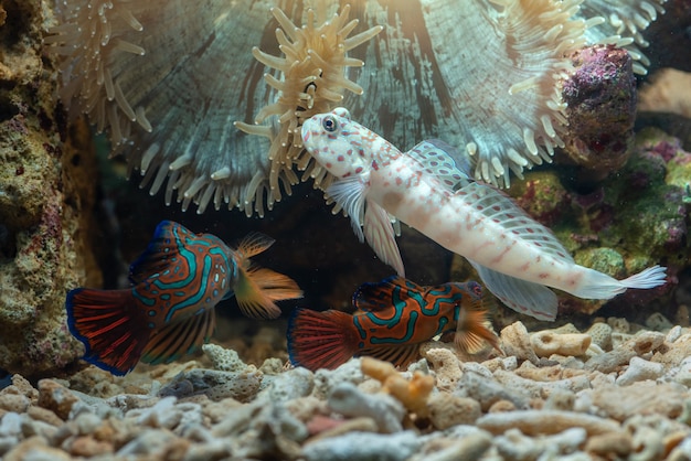 Mudskipper pesce nel mare