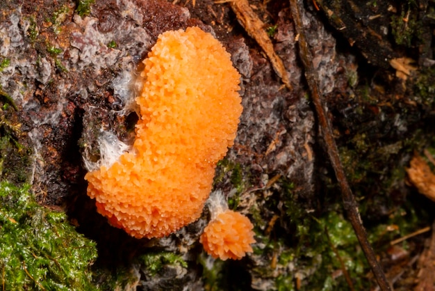 Muffa di melma di lampone rosso Tubifera ferruginosa su un vecchio tronco d'albero nella foresta Primo piano di funghi arancioni rari