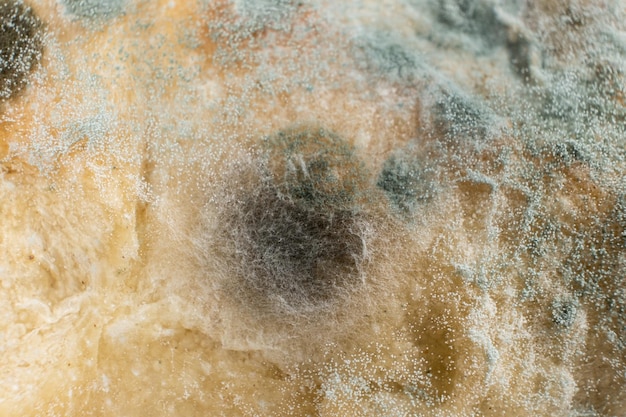 Muffa sul pane macro vista dall'alto Il pericolo di muffa prodotti stantii