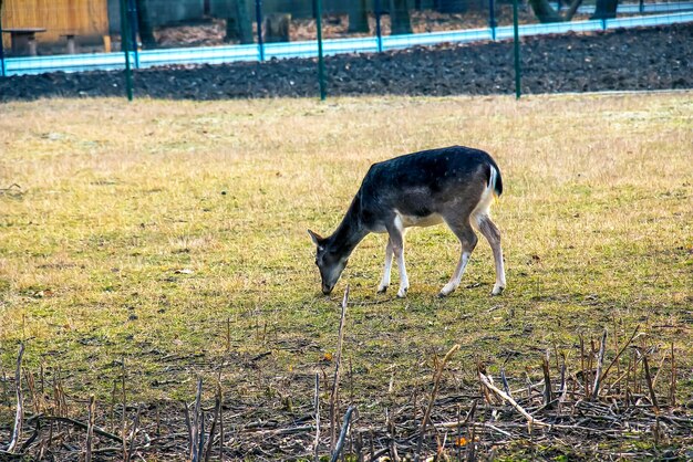 Muflone europeo Ovis orientalis nel vivaio dell'Università agricola di Nitra, Slovacchia