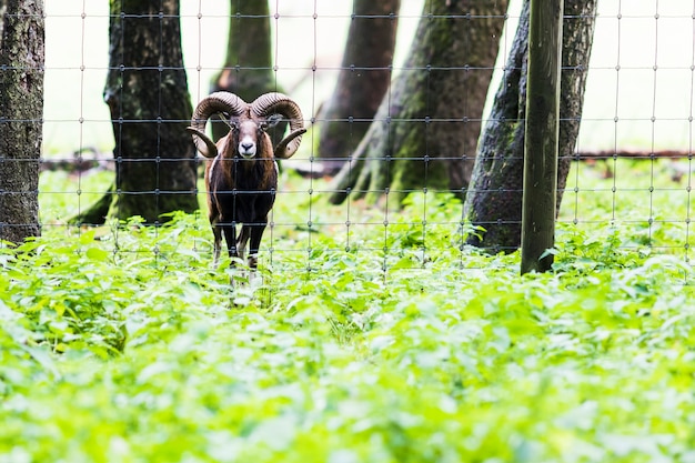 Muflone ​​maschio nella foresta