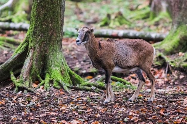 Muflone maschio nella foresta