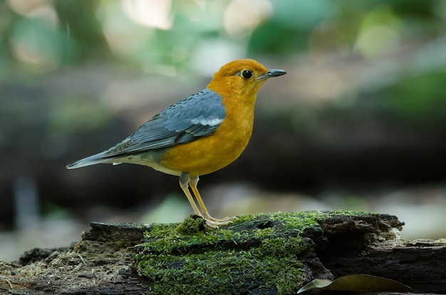 Mughetto a testa arancio (citrina di Geokichla) in natura Tailandia