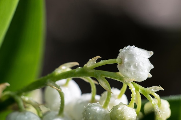 Mughetto bianco con gocce d'acqua in macro Fiore di primavera dopo la pioggia