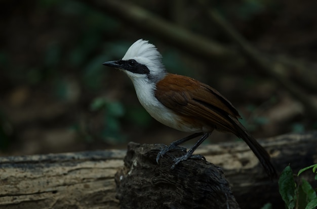 Mughetto bianco crestato (Garrulax leucolophus)