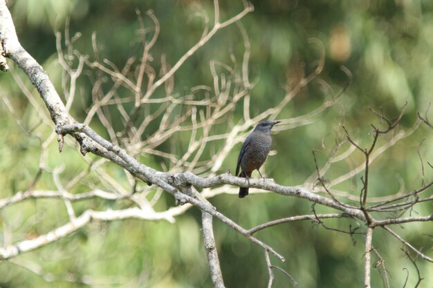 Mughetto blu (Monticola solitarius)