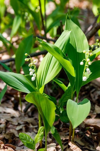 Mughetto Convallaria majalis fiori bianchi nella foresta in primavera