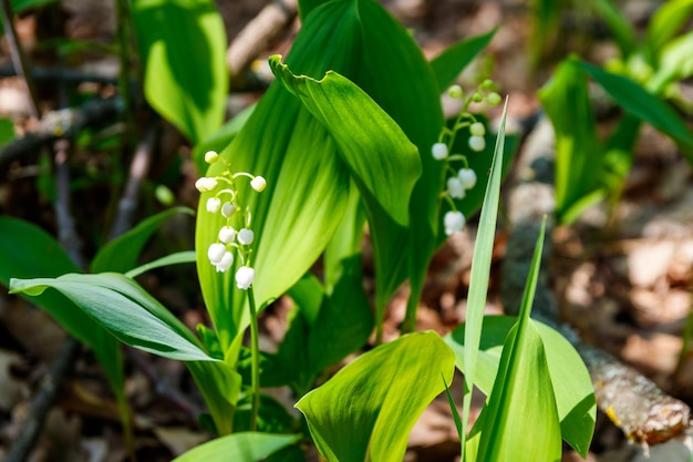 Mughetto Convallaria majalis fiori bianchi nella foresta in primavera