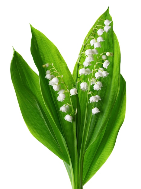 Mughetto isolato su sfondo bianco Bouquet di fiori e foglie di Convallaria