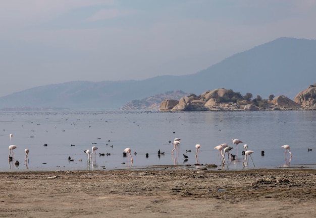 Mugla - Un lago nel quartiere di Milas Bafa. Barche da pesca nel lago Bafa