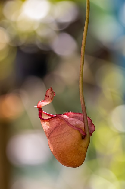 Multi tipo di pianta Nepenthes